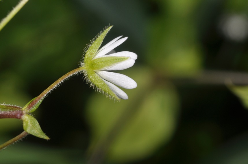 Stellaria...