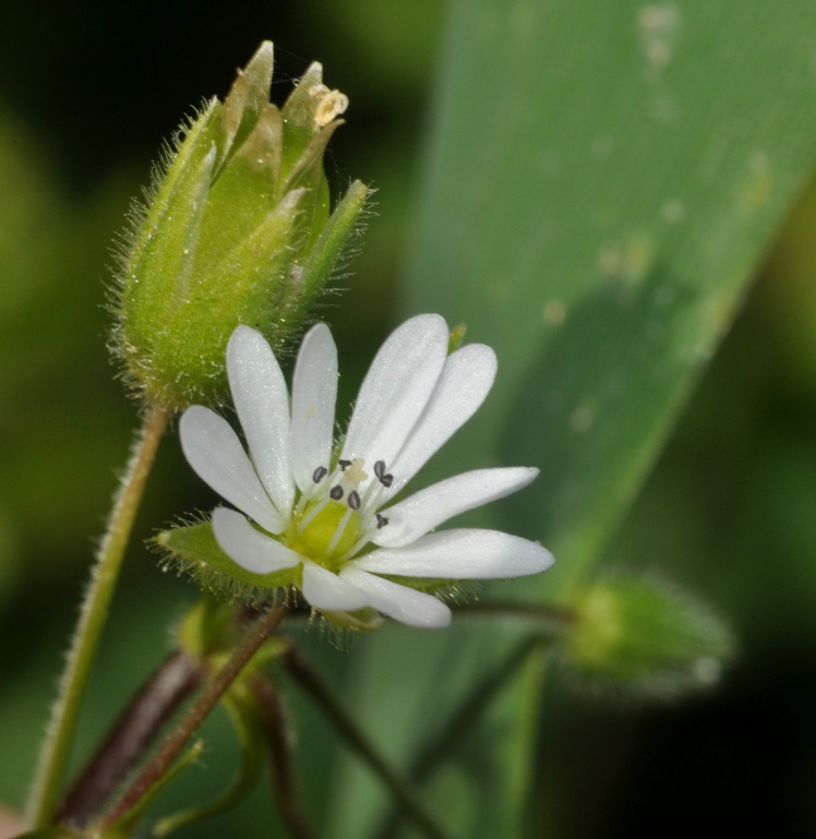 Stellaria...