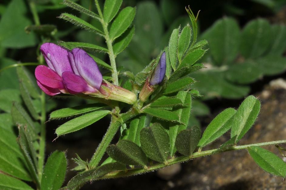 Vicia sativa / Veccia dolce