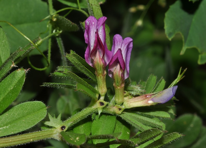 Vicia sativa / Veccia dolce