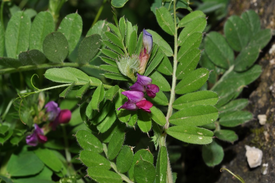 Vicia sativa / Veccia dolce