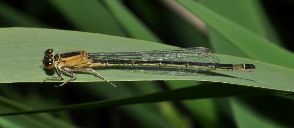 Ischnura elegans?