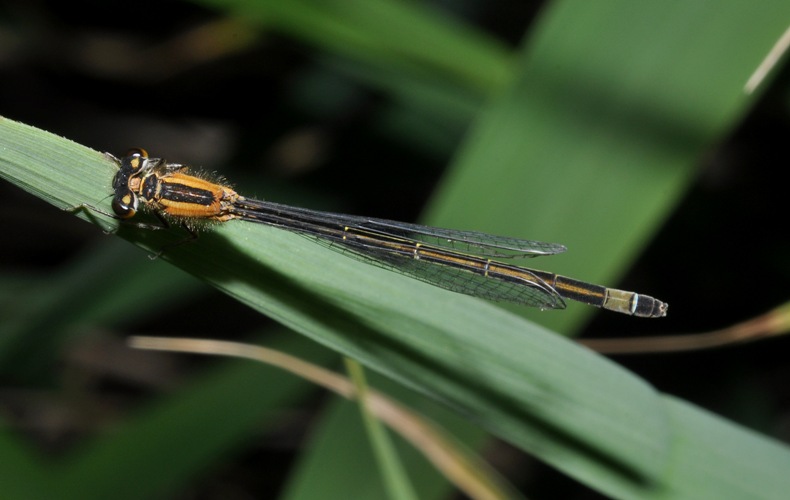 Ischnura elegans?