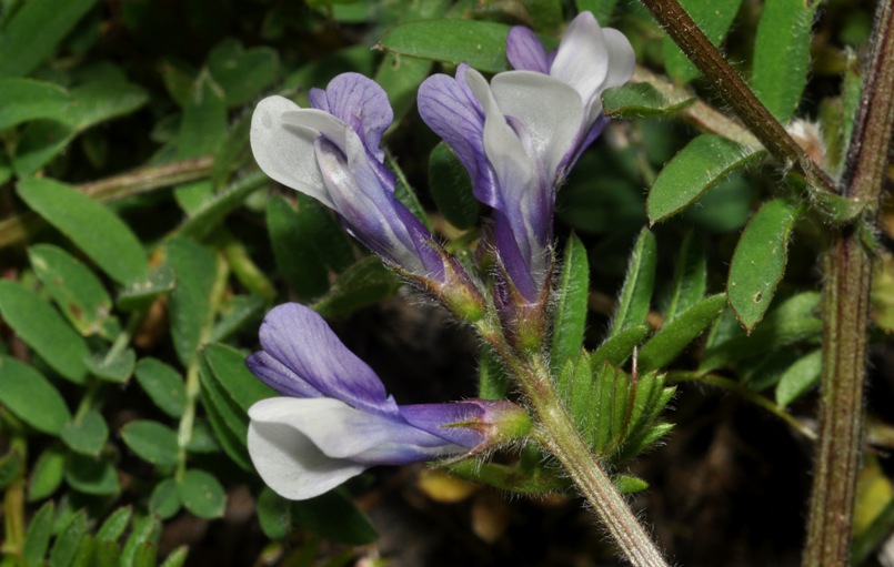 Fabaceae: Vicia?