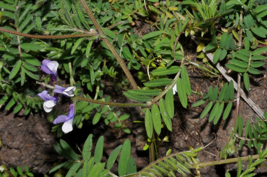 Fabaceae: Vicia?