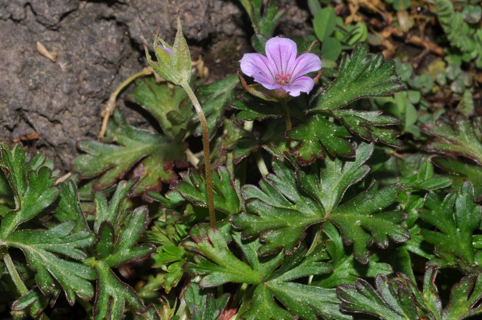 Geranium columbinum
