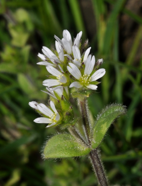 Cerastium cfr. glomeratum