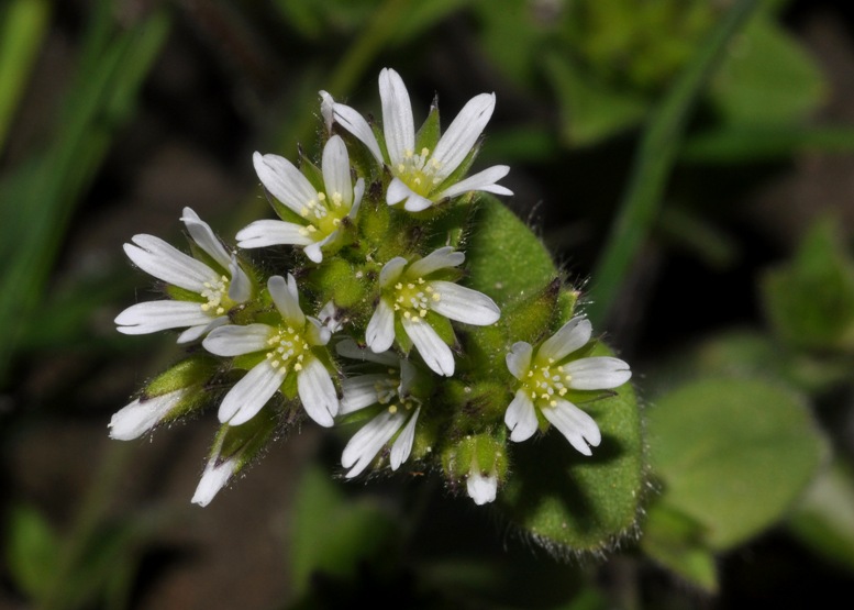 Cerastium cfr. glomeratum