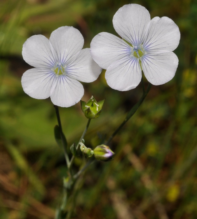 delicati fiori bianchi...- Linum bienne