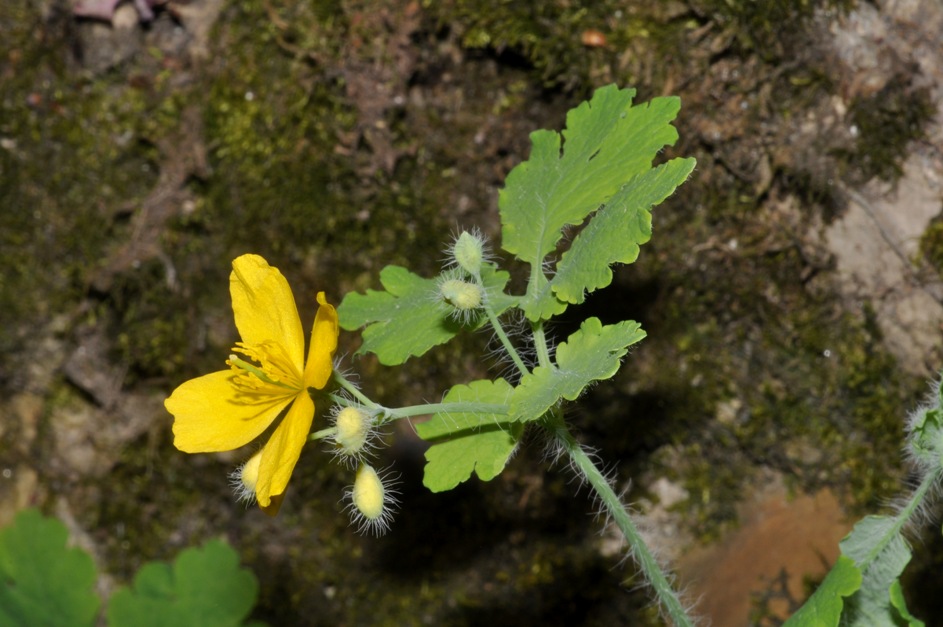 Chelidonium majus