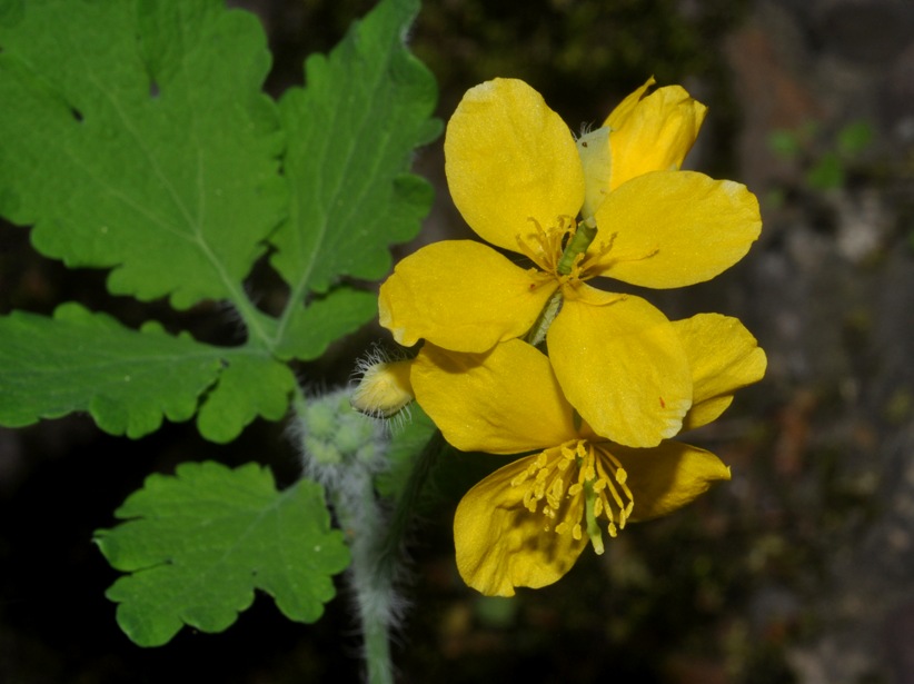 Chelidonium majus