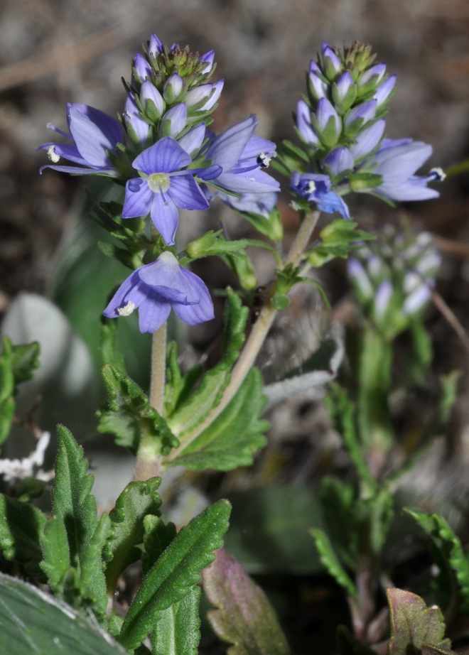 Veronica angustifolia (= V.teucrium) (Plantaginaceae)