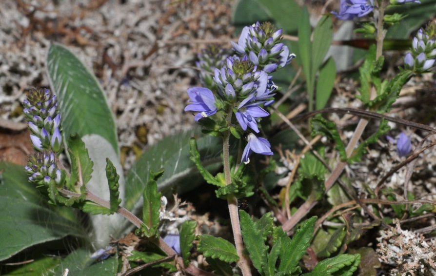 Veronica angustifolia (= V.teucrium) (Plantaginaceae)