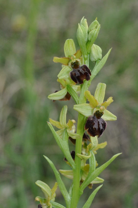 Ophrys gr. sphegodes