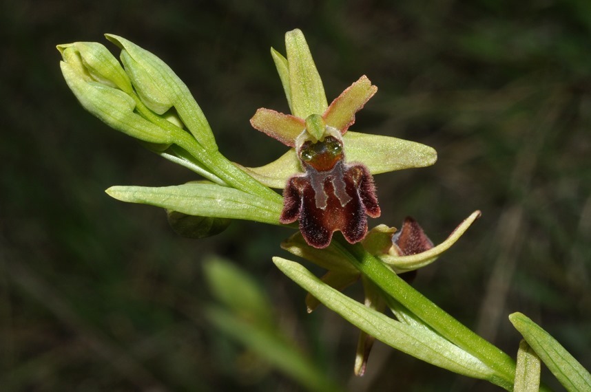 Ophrys gr. sphegodes
