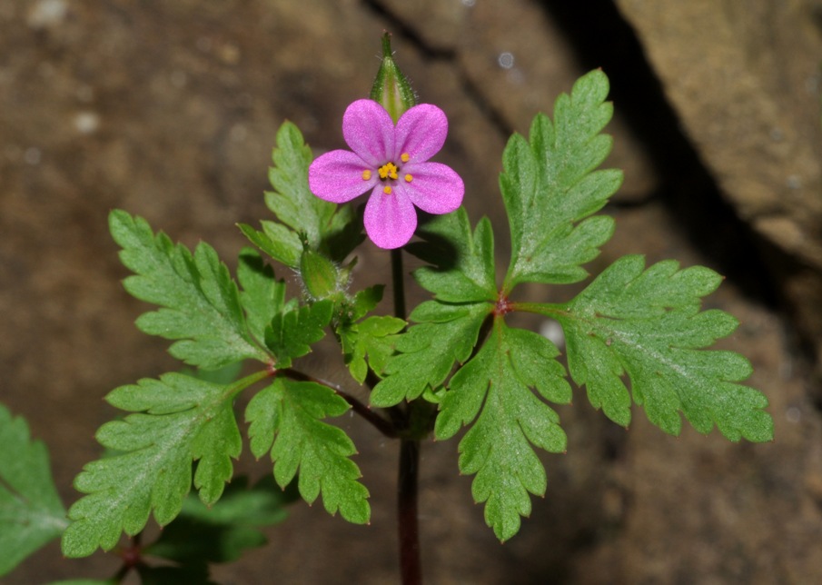 Geranium purpureum / Geranio purpureo