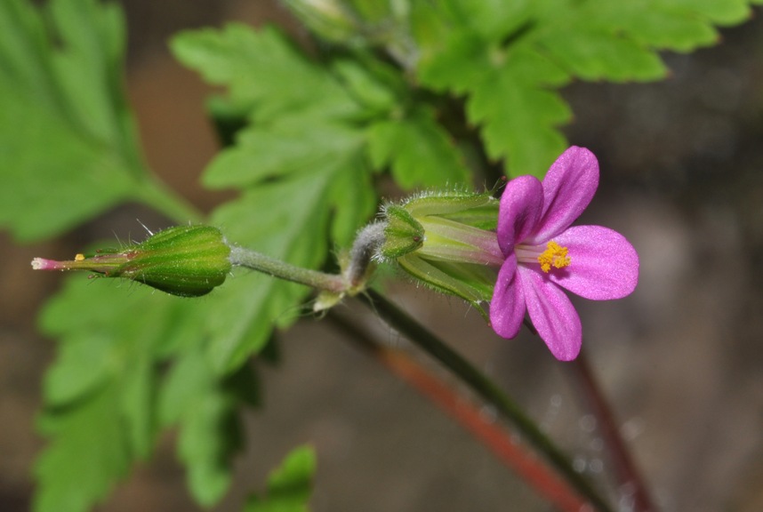Geranium purpureum / Geranio purpureo