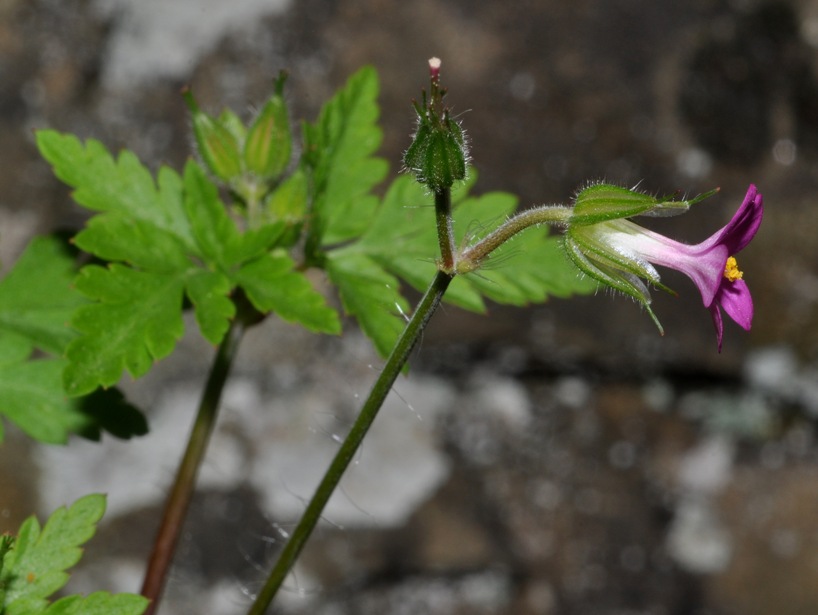 Geranium purpureum / Geranio purpureo