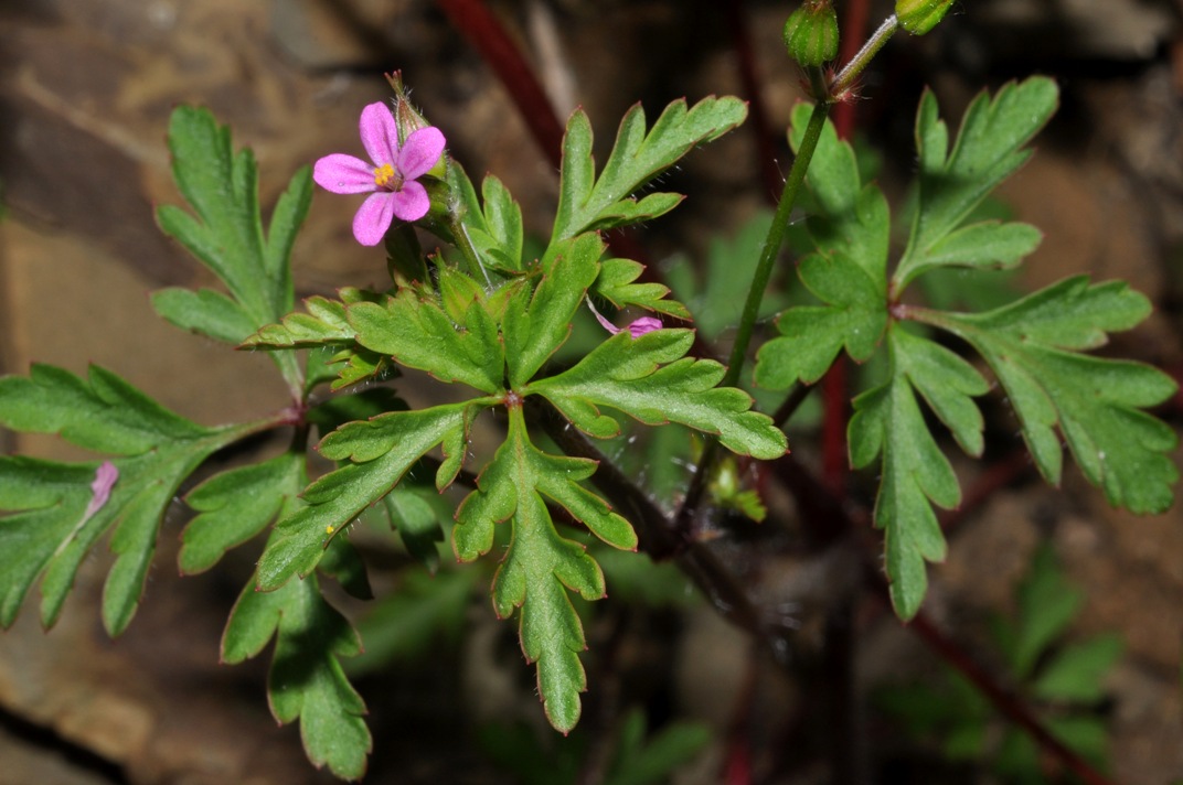 Geranium purpureum / Geranio purpureo