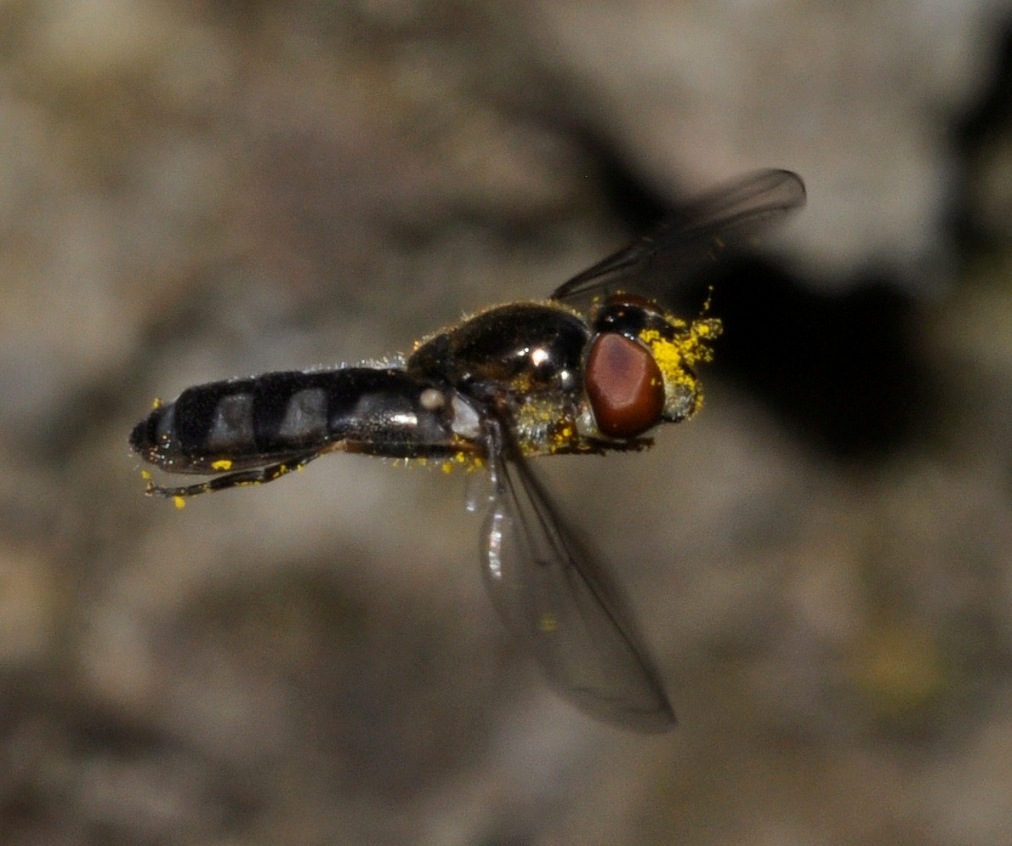 altro Syrphidae da id