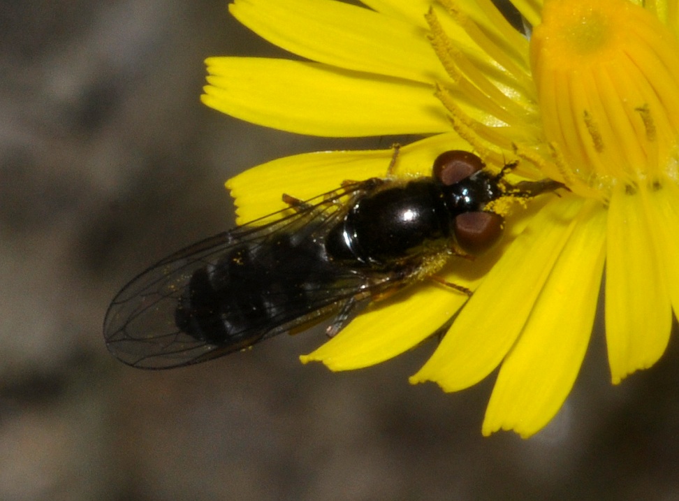 altro Syrphidae da id