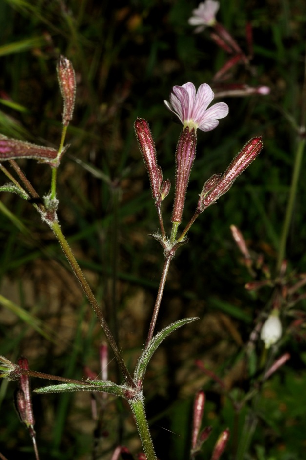 Silene cfr. italica