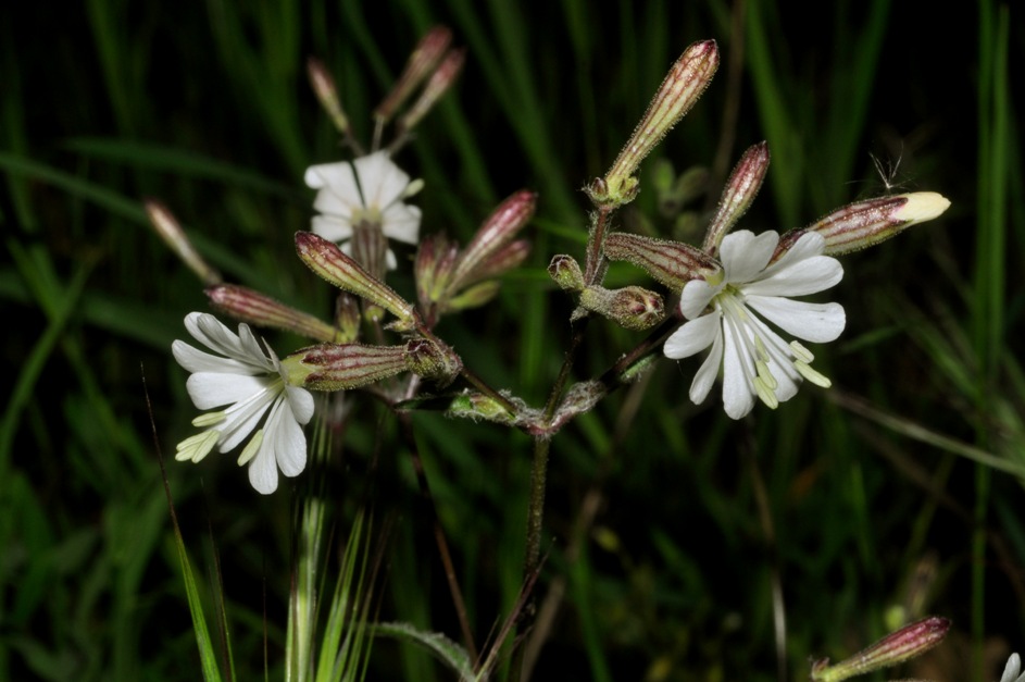 Silene cfr. italica
