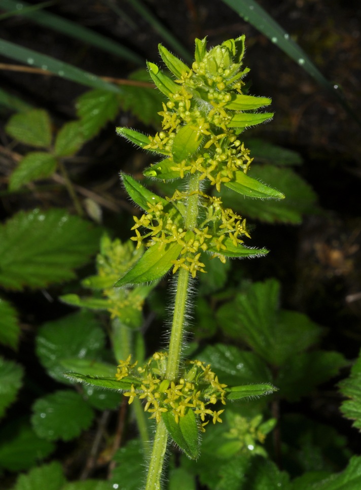 Cruciata laevipes / Crocettona comune