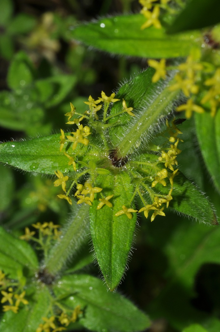 Cruciata laevipes / Crocettona comune