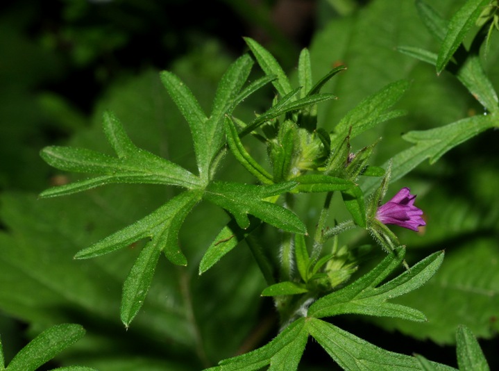 Settimo Milanese (MI) : Geranium dissectum