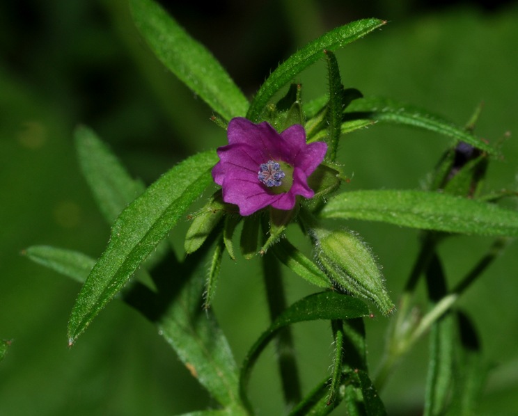 Settimo Milanese (MI) : Geranium dissectum
