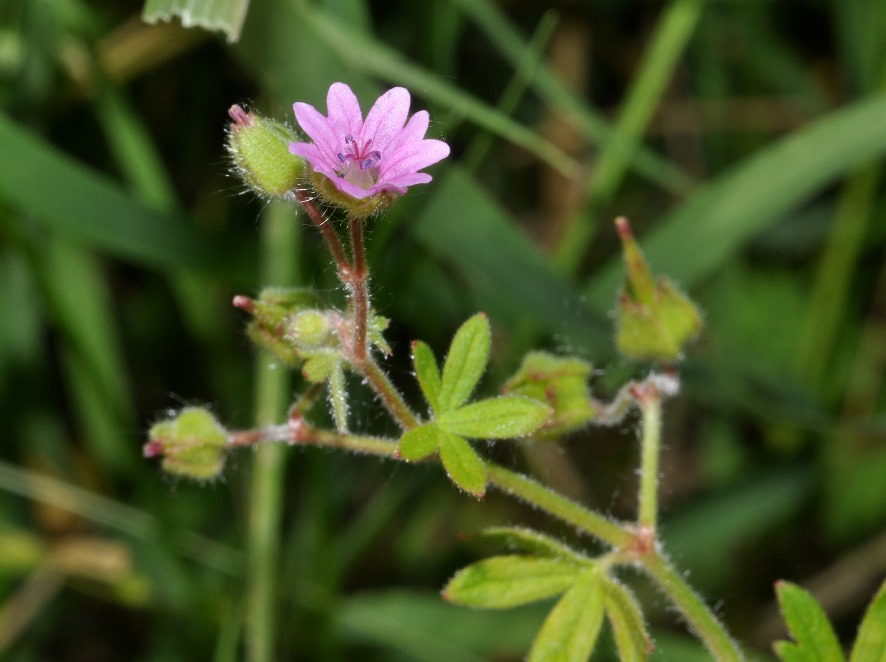 Geranium molle