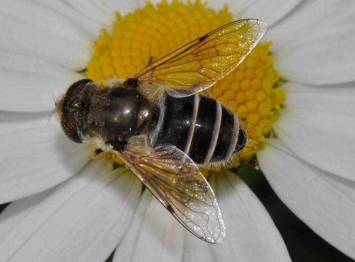 Dubbio Eristalis...