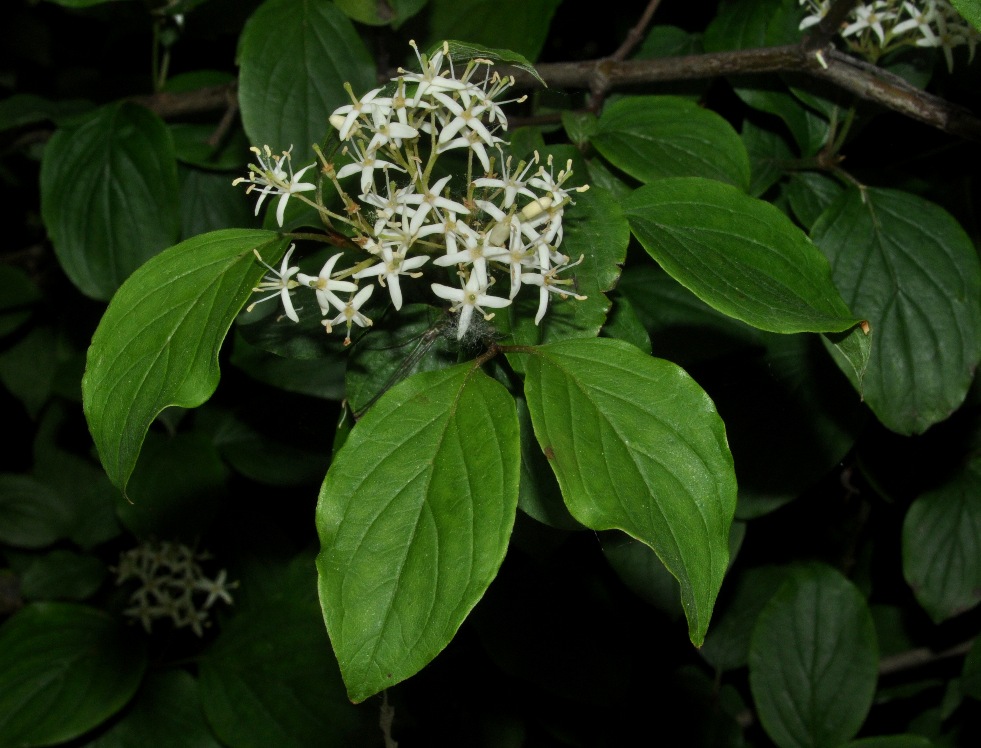 Cornus sanguinea