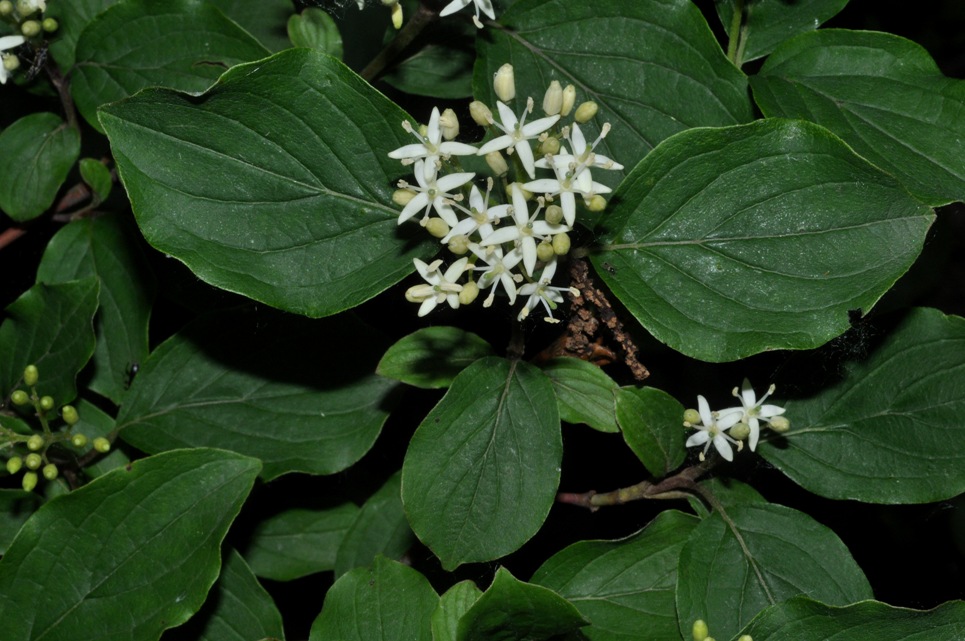 Cornus sanguinea