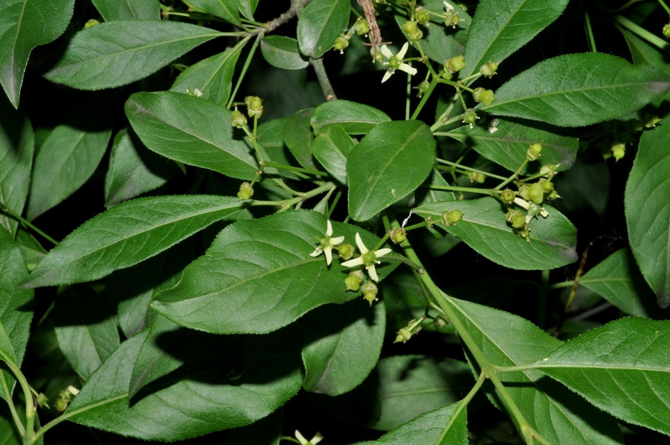 Euonymus europaeus / Fusaria comune, Berretto da prete