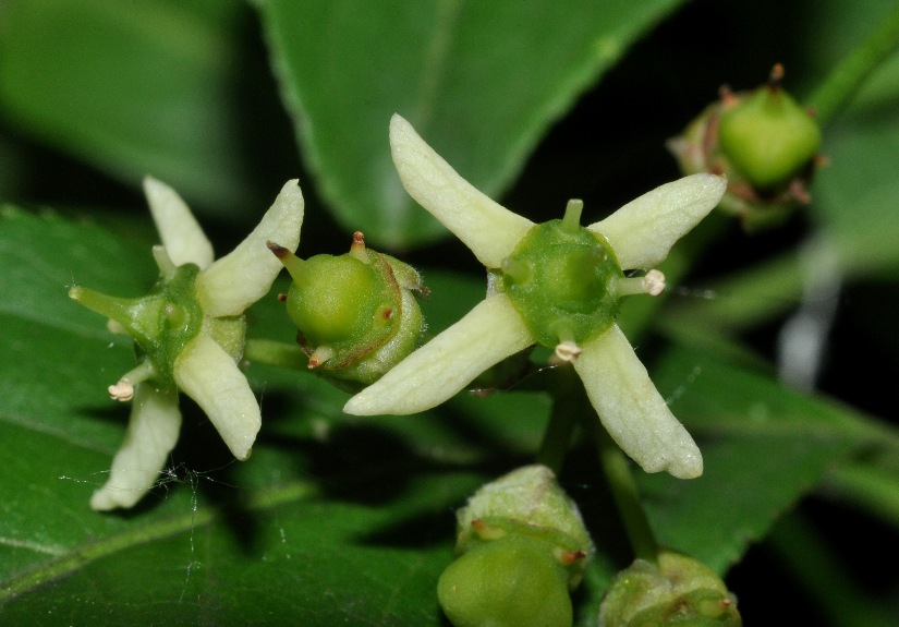 Euonymus europaeus / Fusaria comune, Berretto da prete