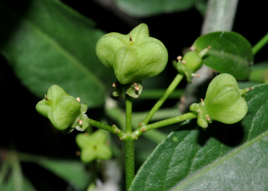Euonymus europaeus / Fusaria comune, Berretto da prete
