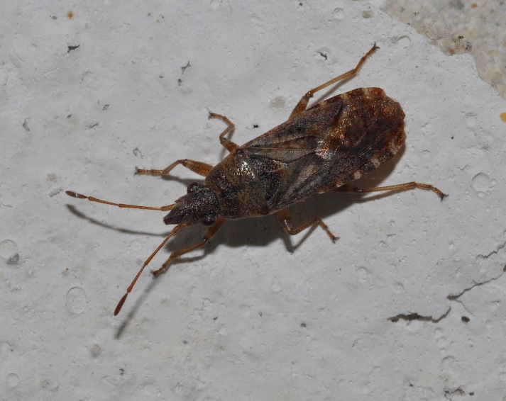 Lygaeidae: Orsillus depresus della Toscana (AR)