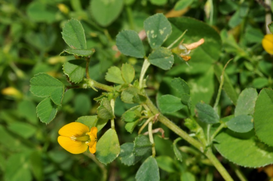 Fabaceae da id (2) - Medicago sp.