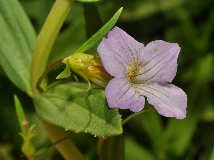 Gratiola officinalis / Gratiola, graziella