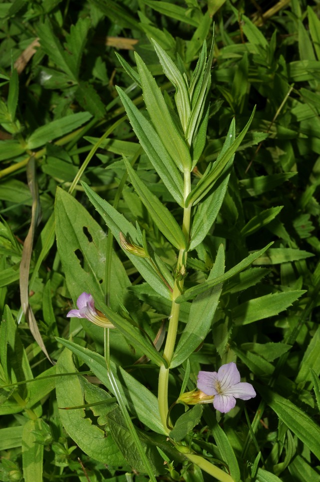 Gratiola officinalis / Gratiola, graziella