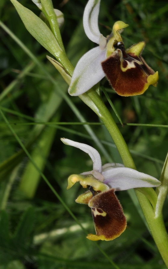 Ophrys appennina / Ofride degli Appennini