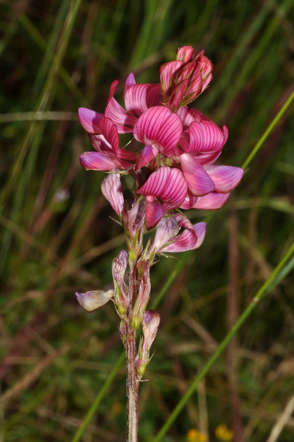 Fabaceae - Onobrychis sp.