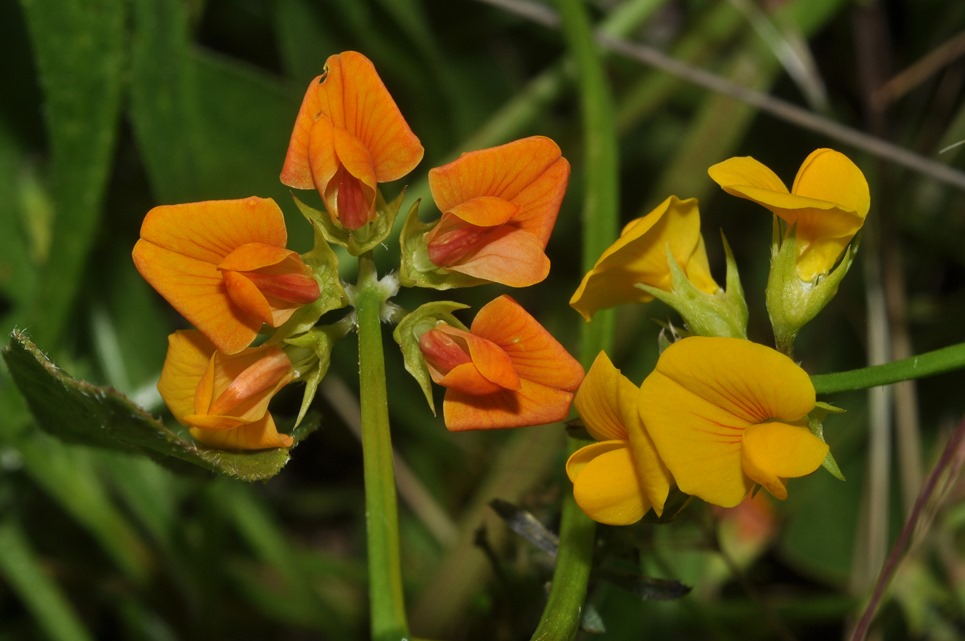 Fabaceae da id (6) - Scorpiurus sp.