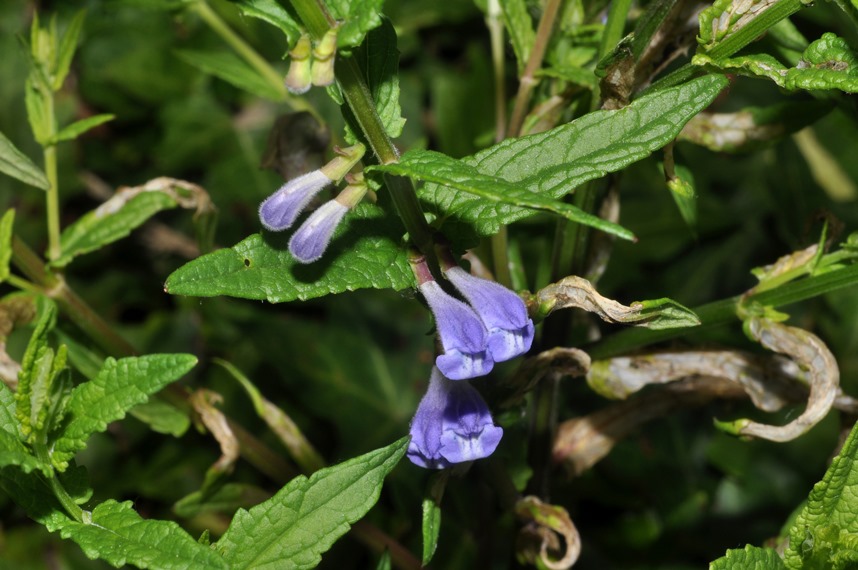 Lamiacea...- Scutellaria cfr.  galericulata