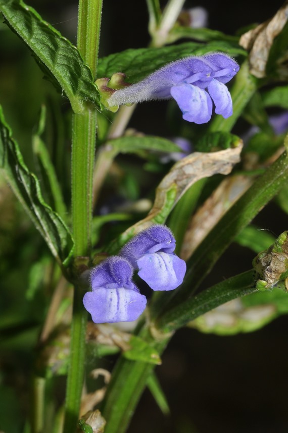 Lamiacea...- Scutellaria cfr.  galericulata
