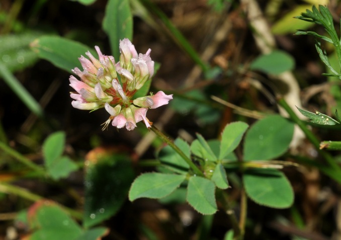 Trifolium hybridum / Trifoglio ibrido