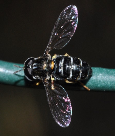 Syrphidae: Paragus...