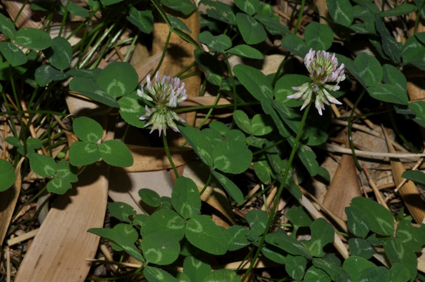 Trifolium hybridum / Trifoglio ibrido